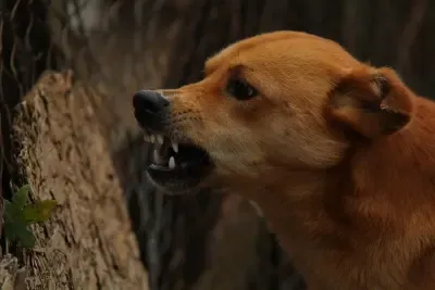 Is Another Tragic Case in Kerala Unfolding? Vaccinated Child Fights for Her Life After Testing Positive for Rabies