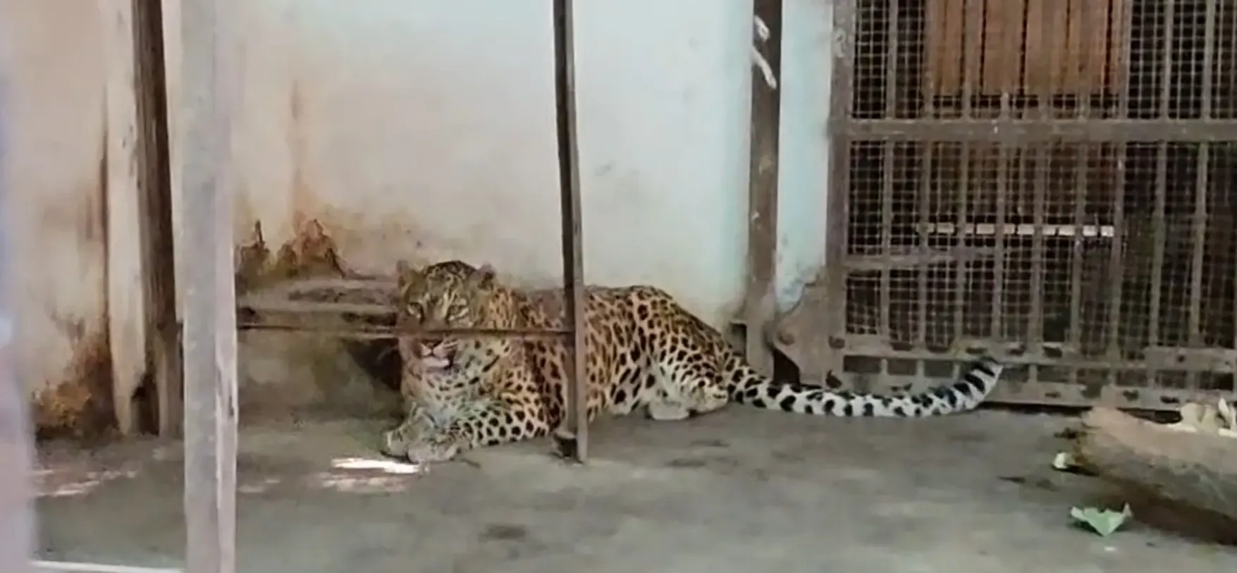 क्या पीएम मोदी की पहल से भारत में चीतों की संख्या बढ़ रही है?