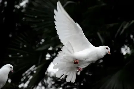 अंतरराष्ट्रीय शांति दिवस : शांति के लिए समर्पित एक दिन, 44 साल पहले शुरू हुआ आंदोलन आज क्यों और भी जरूरी?