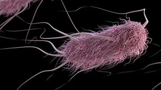 Can Antimicrobial Peptides Combat Salmonella and E. coli?
