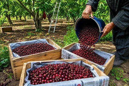 APEDA ships J&K Areko cherries, Scentrose plums to Singapore in first export