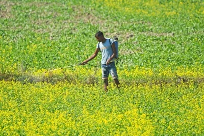 Has the Area Planted with Rabi Crops Grown to 660.48 Lakh Hectares?