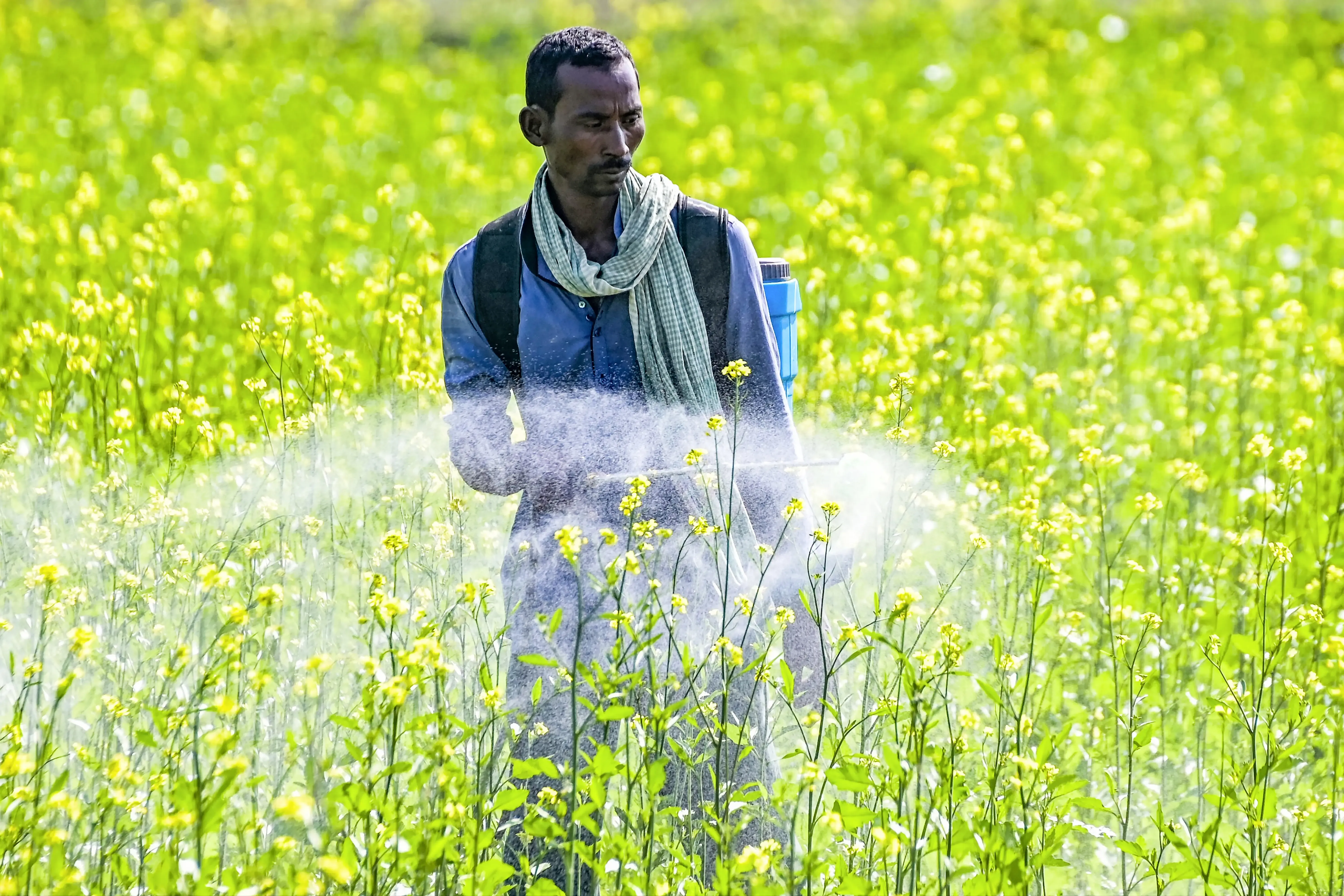 Is the area sown under rabi crops expanding significantly?