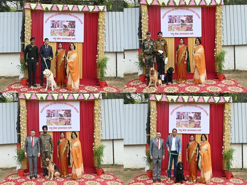 Retired Military Dogs: The Unsung Heroes Embarking on a New Journey