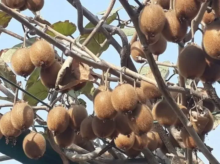 Is Arunachal Kiwi Gaining Global Attention Thanks to Governor Parnaik's Efforts?