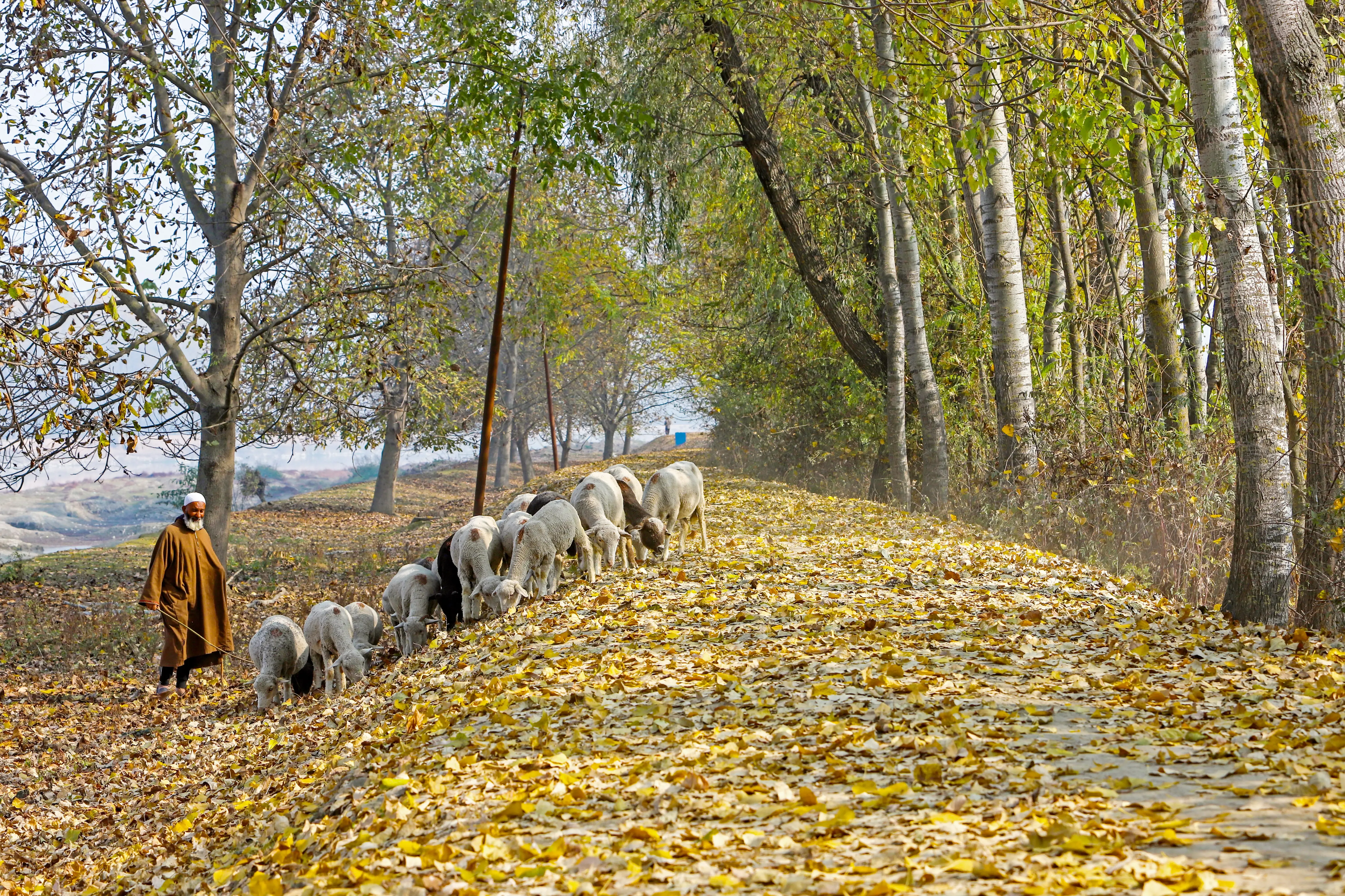 Are the nomadic ‘Bakarwals’ signaling the arrival of winter in Kashmir?