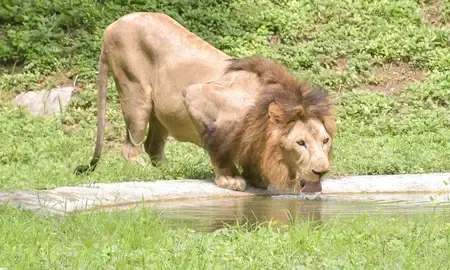 Is the Asiatic Lion Population Really Increasing to 891?
