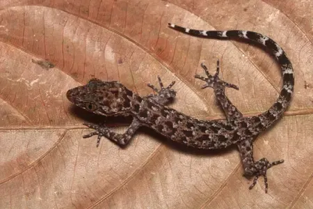 Assam CM Celebrates Discovery of New Gecko Species, Boosting Northeast Biodiversity