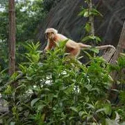 Assam CM Office: 7 Golden Langurs Released into Sikhna Jwhwlao Park