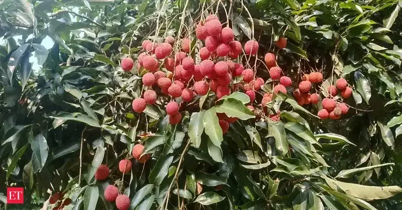Assam CM Office: GI-tagged Tezpur Litchi Hits Dubai