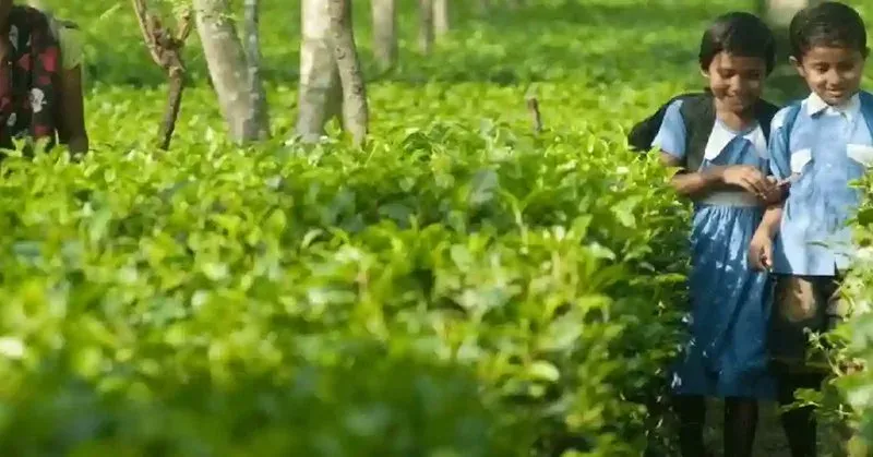 Assam CM Office Launches Transport & Escort for Tea Garden Students