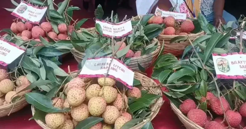 Assam CM Office: Tezpur Litchi Heads to Dubai, Singapore