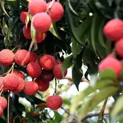 Assam Exports 1,000 Kg GI-Tagged Tezpur Litchi to Dubai