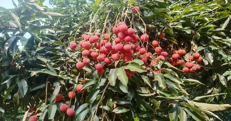 Assam Exports GI-Tagged Tezpur Litchis to Singapore