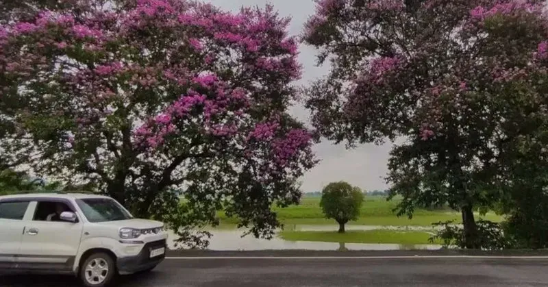 Assam Govt to Plant Ezar Trees Along NH-37 Bypass