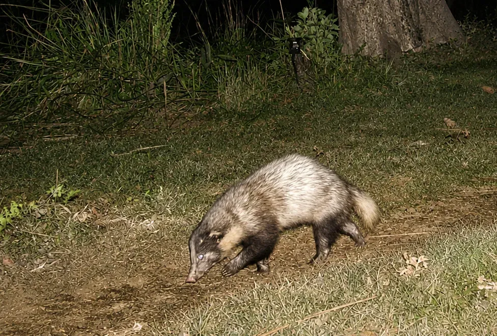 Kaziranga confirms 55+ Greater Hog Badgers in first-ever scientific count