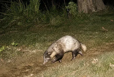 Kaziranga confirms 55+ Greater Hog Badgers in first-ever scientific count