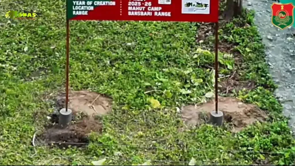 Assam opens first grass nursery at Manas Tiger Reserve