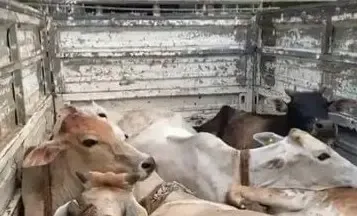 Major Bust: Assam Police Seize 23 Cattle in Bongaigaon Crackdown