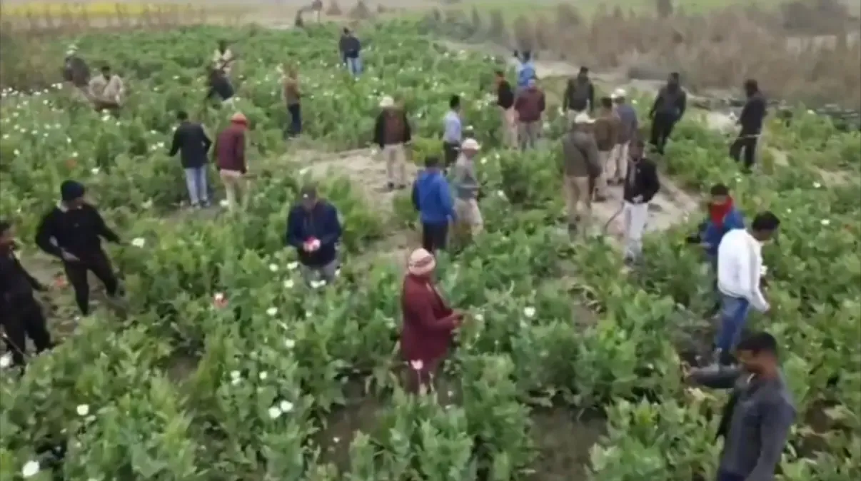 Assam Police Eliminate Poppy Worth Rs 27.20 Crore