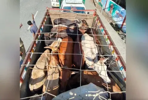 Assam Police rescue 106 cattle, arrest 36 in Biswanath smuggling crackdown