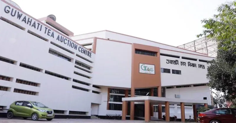 Assam Tea Hits ₹800/kg at Guwahati Auction