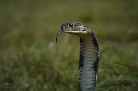 Bodoland records high human-snake interface; ethical rescue drive launched