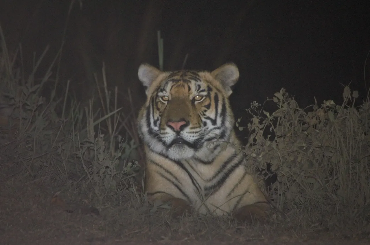 Is Assam's Kaziranga Now the Third Highest in Tiger Density?