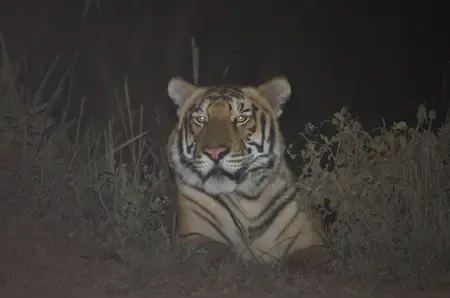 Is Assam's Kaziranga Now the Third Highest in Tiger Density?