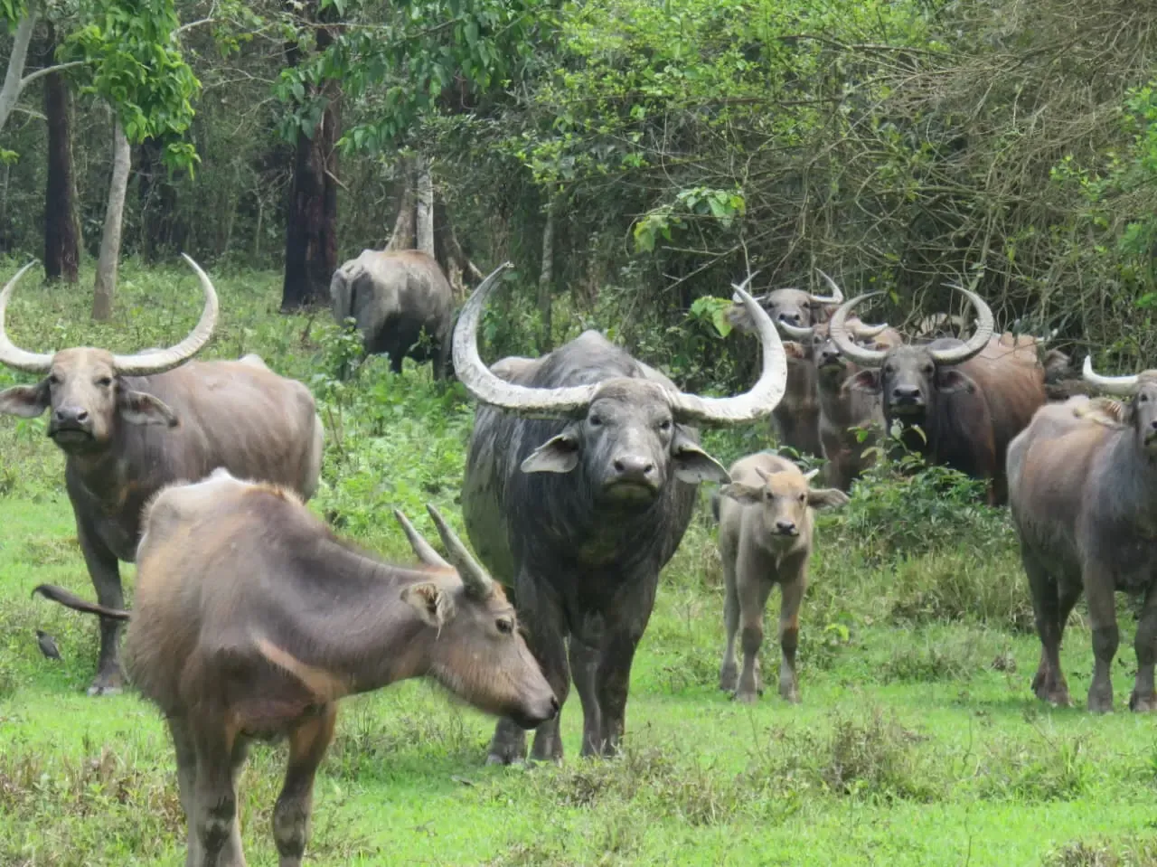 Kaziranga translocates wild water buffaloes to Kanha in 2,000-km rewilding push