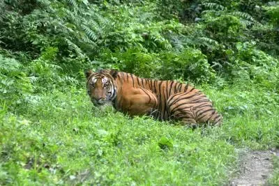 How Have Assam's Tiger Numbers Increased Threefold Since 2006?