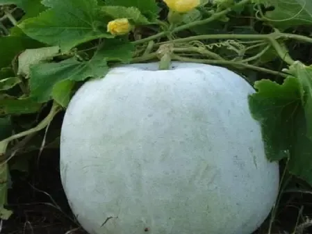 औषधीय गुणों से भरपूर है सफेद पेठे का जूस, बस जान लें सेवन के तरीके