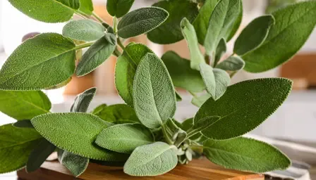 औषधीय गुणों से भरपूर 'सेज' रखे सेहत का खास ख्याल