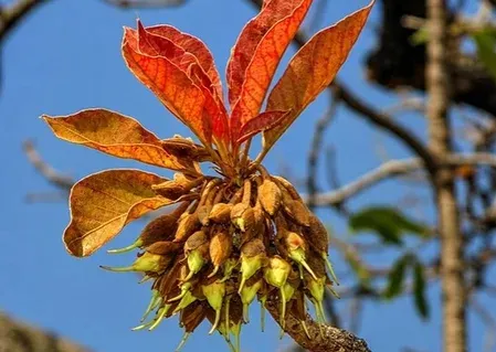 औषधीय गुणों से भरपूर प्रकृति का तोहफा 'महुआ', फूल-फल से लेकर बीज तक फायदेमंद