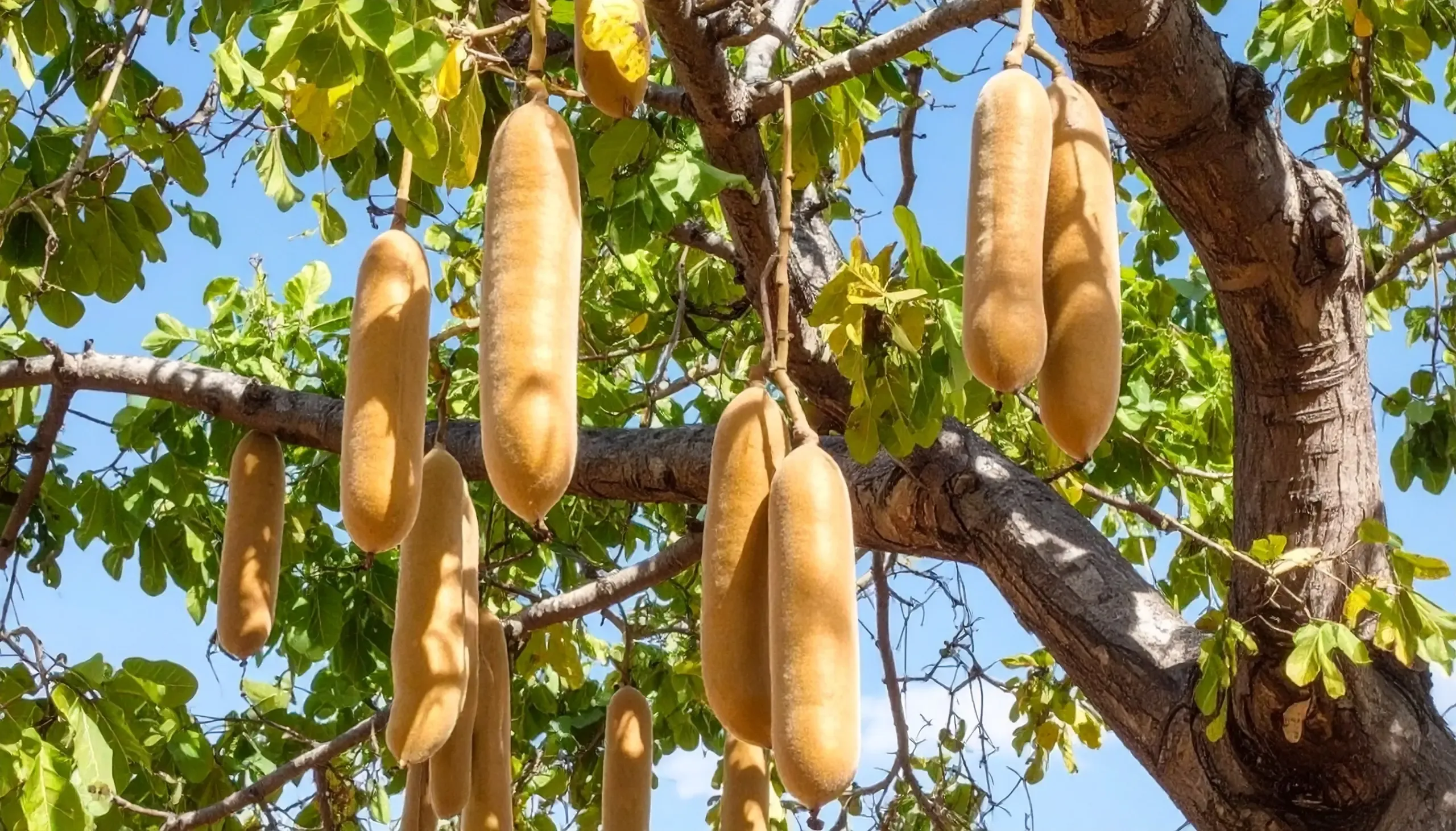 क्या बालम खीरा औषधीय गुणों से भरपूर है?