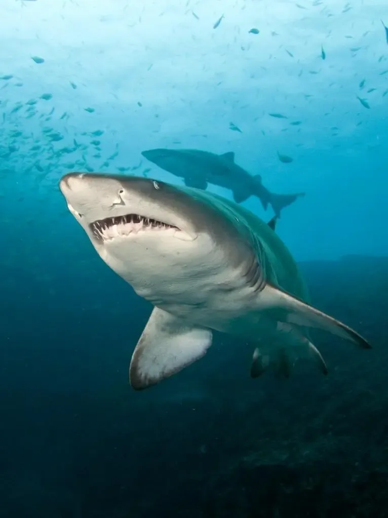 Australia: Experts Call for Shark Tracking Initiative to Enhance Safety