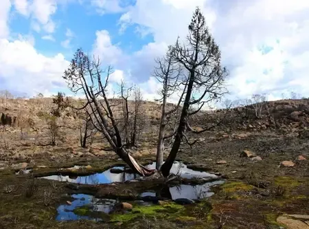 Australian Ecosystems Under Severe Threats, Report Reveals