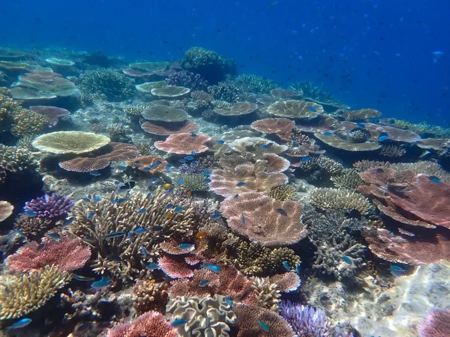 Great Barrier Reef: Australia launches 2050 plan review amid climate threats