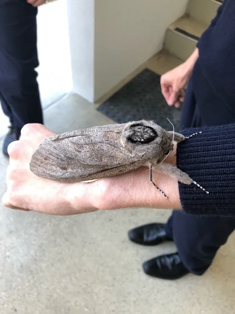 How Do Australian Moths Navigate Long Distances Using the Stars?