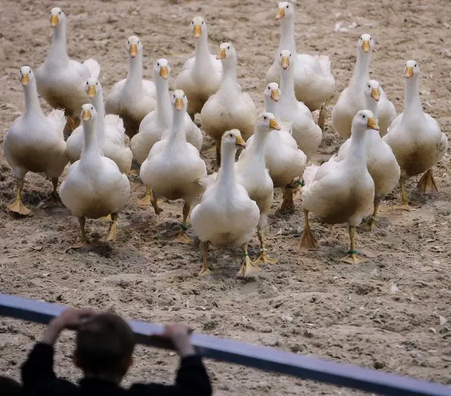 Australia H5N1 bird flu outbreak crosses 200 cases as Victoria acts
