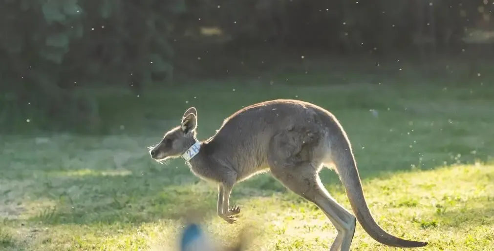 Australian Researchers Create First Kangaroo Embryos via IVF