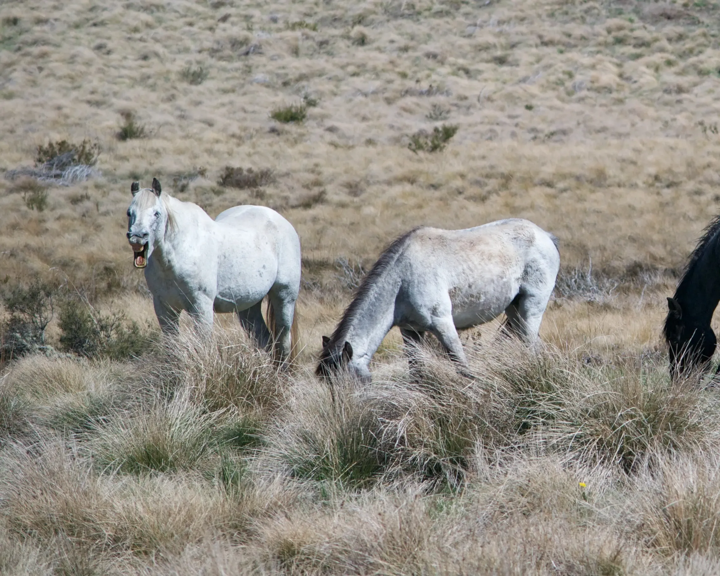 New South Wales Halts Aerial Culling of Wild Horses