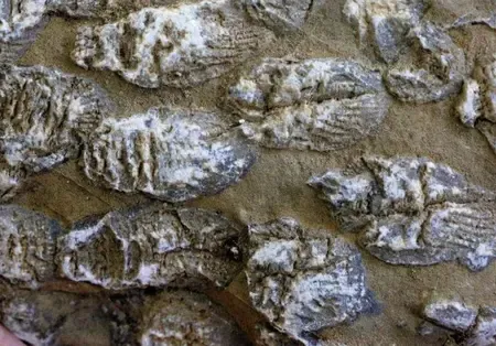 What Secrets Do Australian Studies of Ancient Faeces Uncover?