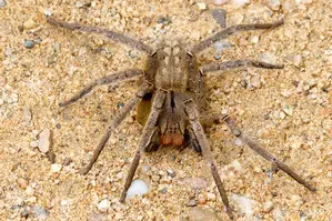 Public Urged to Collect and Contribute Deadly Spiders for Antivenom Initiative