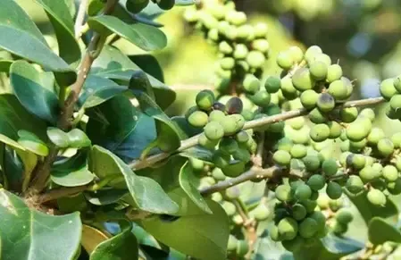 आयुर्वेद की अमूल्य विरासत गुग्गुल, कई रोगों से लड़ने में मददगार 