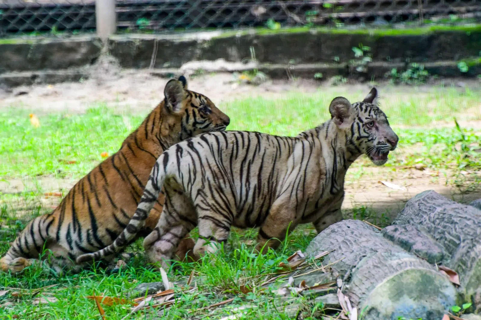 India's wildlife wins praised globally, but 'poor country' remark sparks sharp rebuke