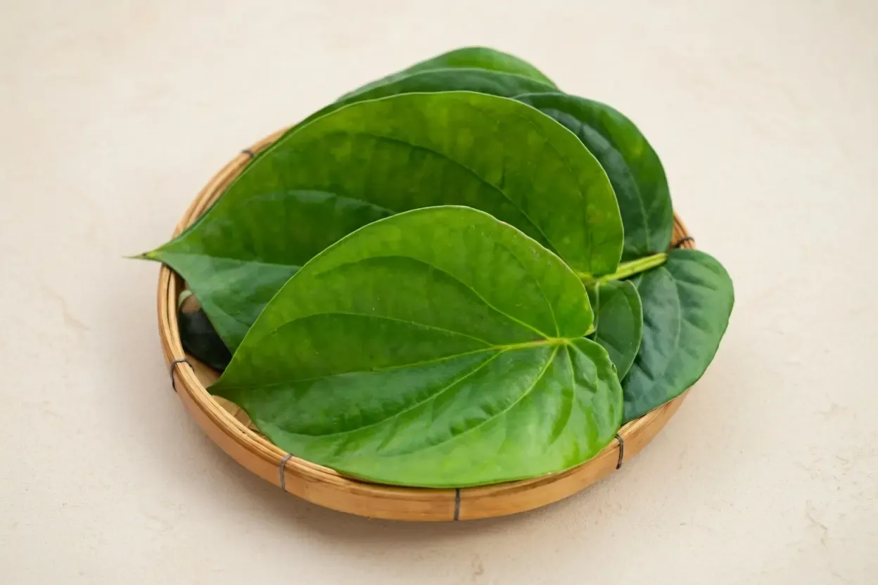 पान के पत्ते: यूरिक एसिड को नियंत्रित करने और मसूड़ों के दर्द में राहत देने वाला प्राकृतिक उपाय