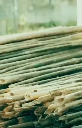Assam CM Himanta Biswa Sarma bets on bamboo to power state's bio-economy
