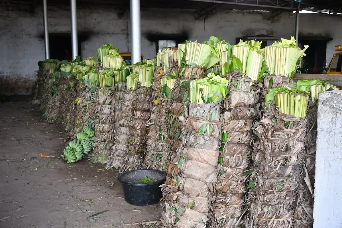 Why Are Banana Leaf Prices Skyrocketing Across TN?