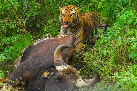 Bandhavgarh Tiger Reserve marks International Tiger Day with 200-tiger milestone